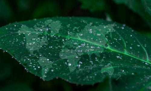 VIVOOD con el cuidado del medio ambiente