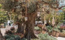 terraza de olivos centenarios boda exterior