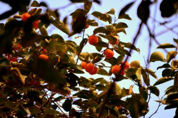 nisperos